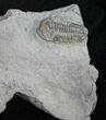 Bargain Flexicalymene Trilobite Fossil #9218-1